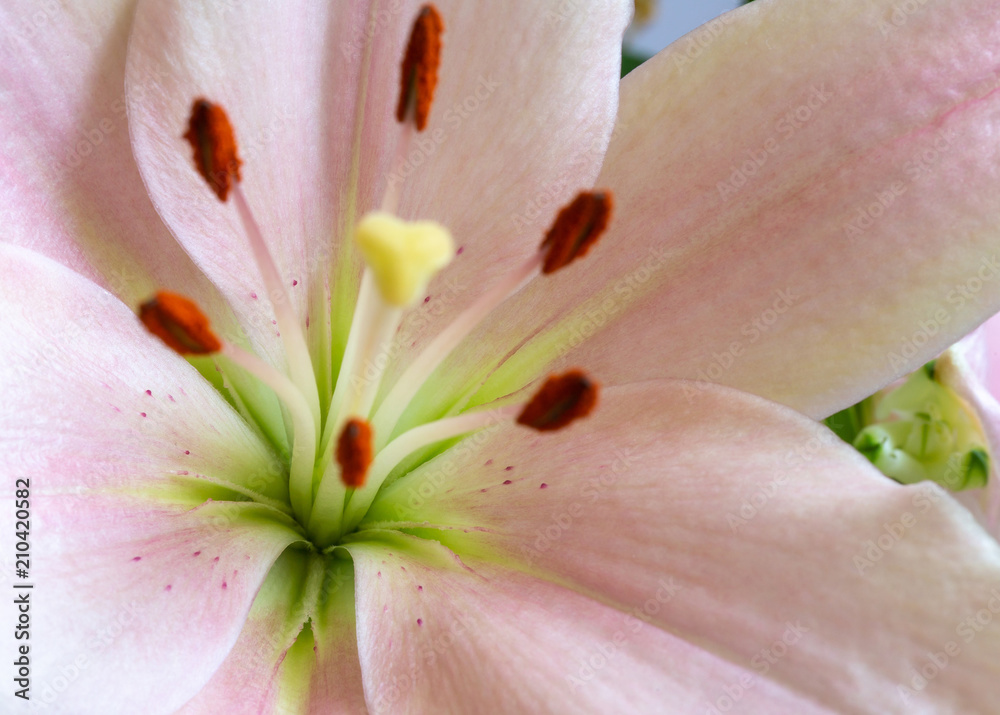 Light Pink Lily Blossom 6