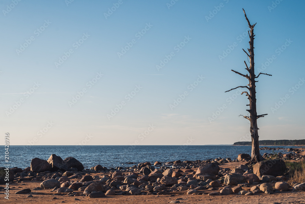 Lonely pine tree on the beach with stones - peace
