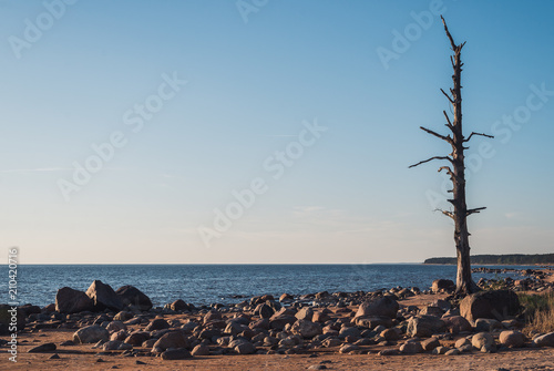 Lonely pine tree on the beach with stones - peace