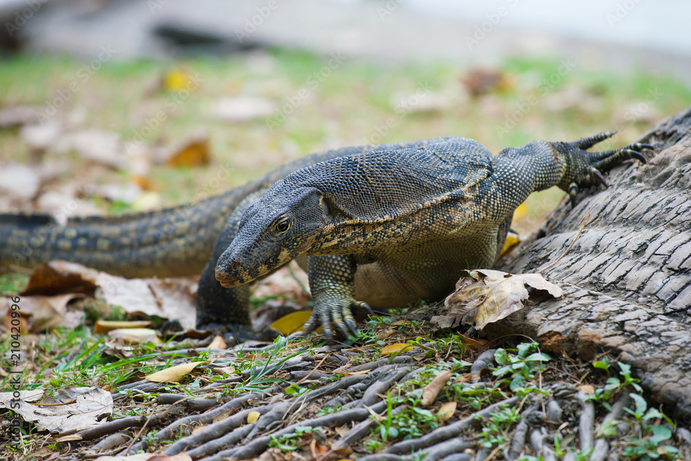 Obraz premium Striped monitor (water monitor) close-up. Lumpini Park, Bangkok