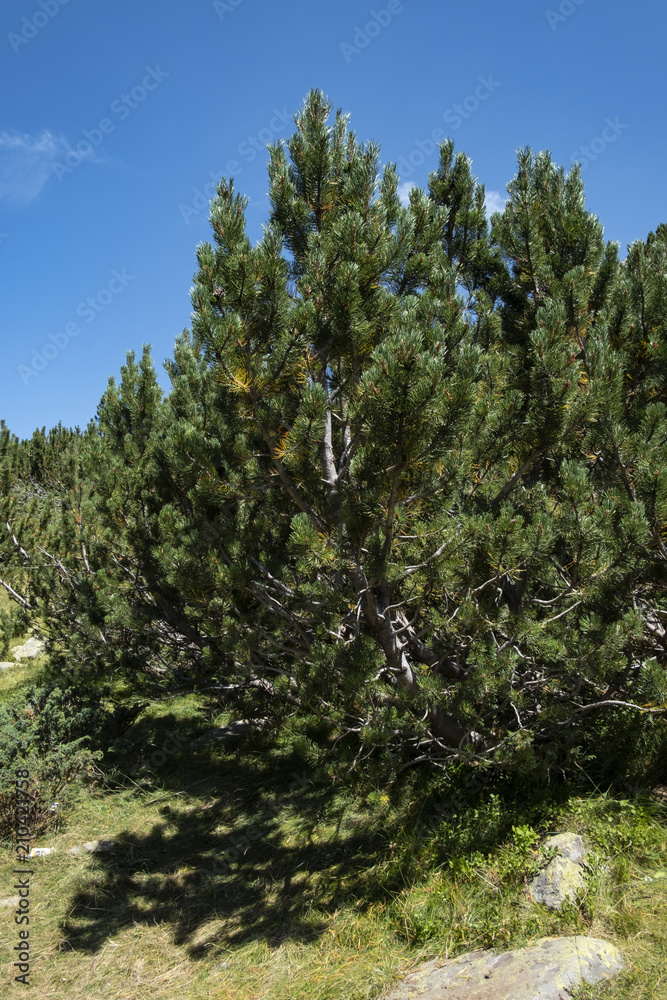 Fototapeta premium Macedonian pine (Pinus peuce) on Pirin Mountain, Bulgaria