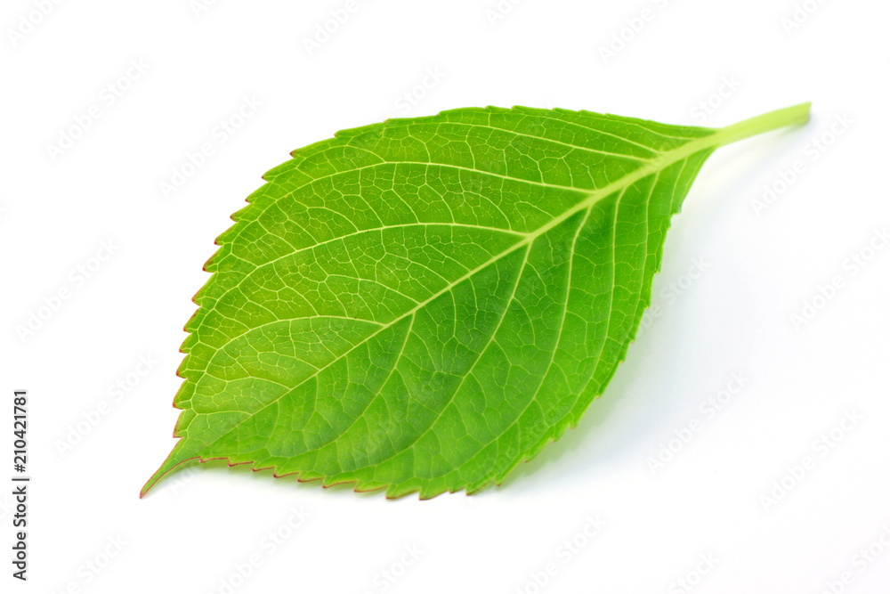 Blatt Blatt