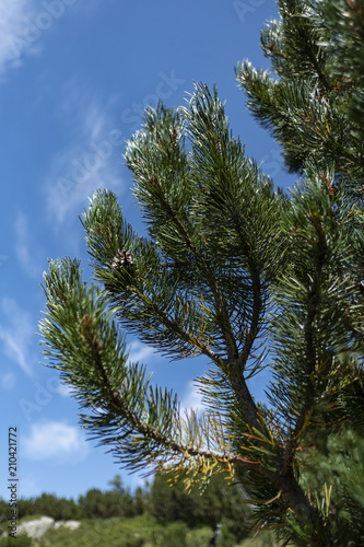 Macedonian pine (Pinus peuce) on Pirin Mountain, Bulgaria