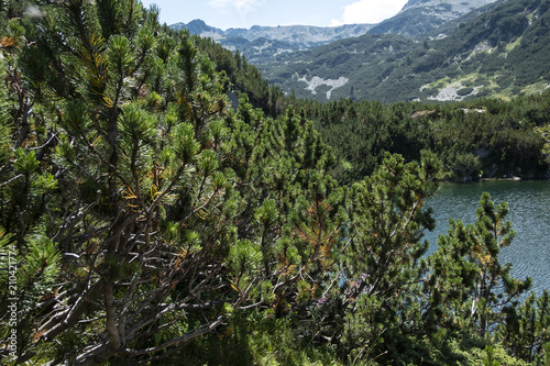 Macedonian pine (Pinus peuce) on Pirin Mountain, Bulgaria photo