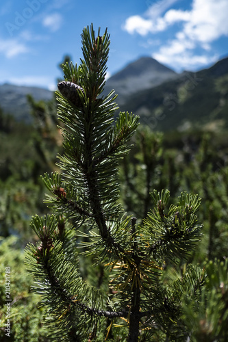 Macedonian pine (Pinus peuce) on Pirin Mountain, Bulgaria photo