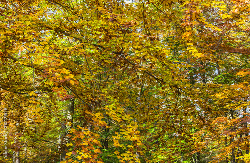 Detail in a Yellow Autumn Forest © Provisualstock.com