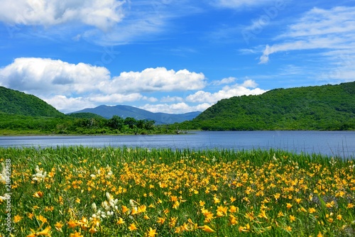初夏の湿原・青空と花々の咲く風景