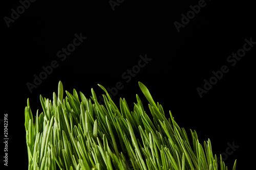 close up view of spirulina grass isolated on black background
