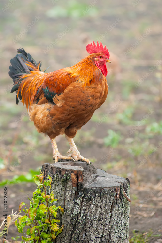 Fototapeta premium red rooster on a stump in the countryside