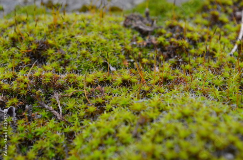 The moss
