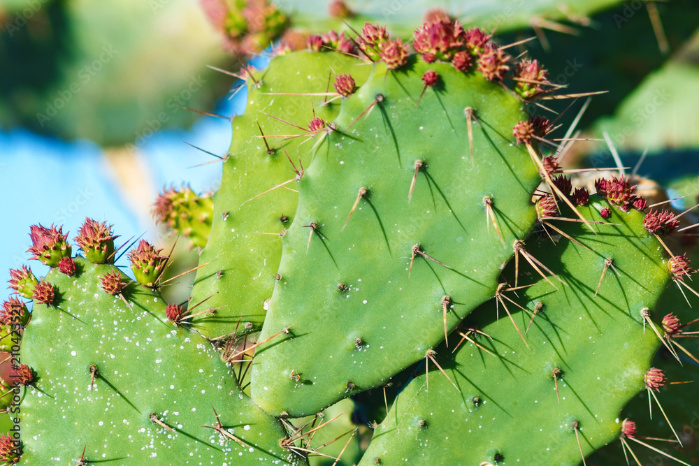 Cactus in the garden with flowers and thorns. Cactus in the garden with flowers and thorns.