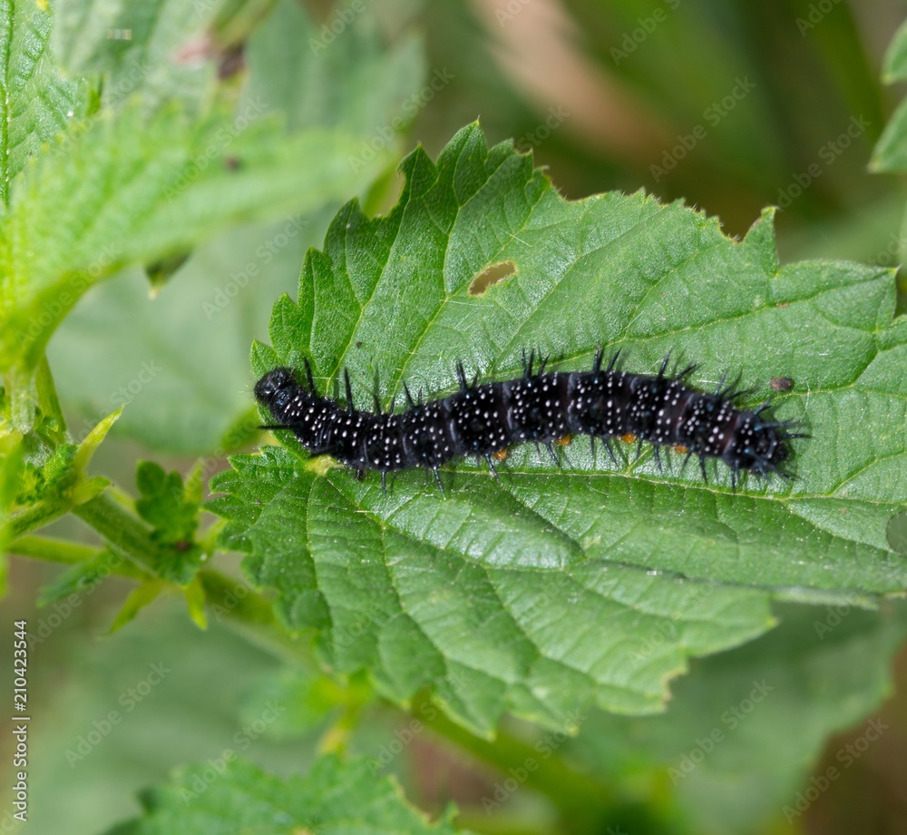 Naklejka premium Raupe des Tagpfauenauges (Aglais io) auf Brennnessel-Blatt (Urtica), Ovelgönne, Niedersachsen, Deutschland, Europa