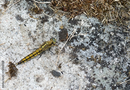 Großer Blaupfeil (Orthetrum cancellatum), immatures Männchen, sitzt auf Weg, Ovelgönne, Niedersachsen, Deutschland, Europa photo