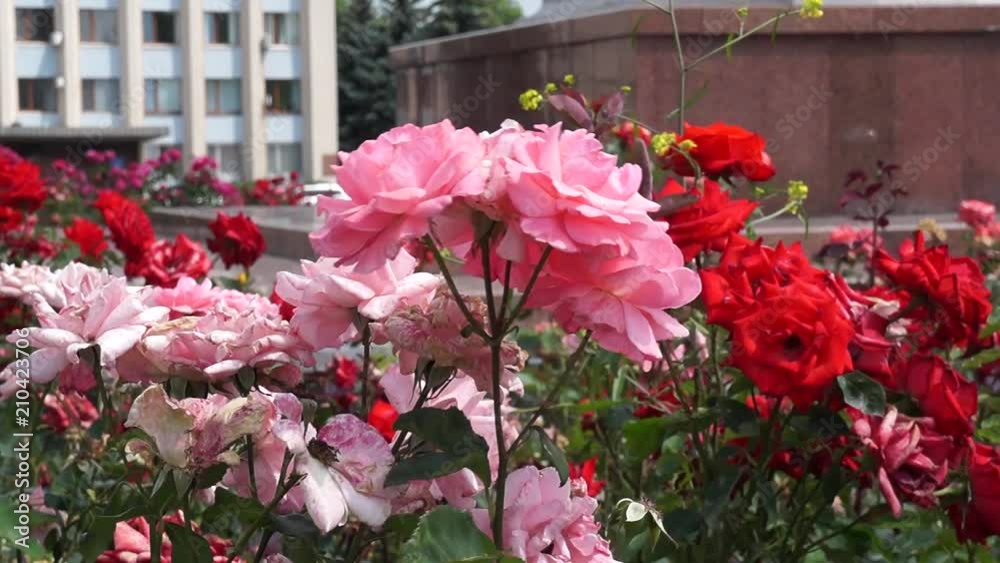 Flower garden with roses blooming. Flower garden with roses blooming.