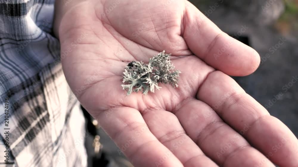 Parmelia sulcata - lichen growing on trunks of trees in human hand, selective focus Parmelia sulcata - lichen growing on trunks of trees in human hand, selective focus
