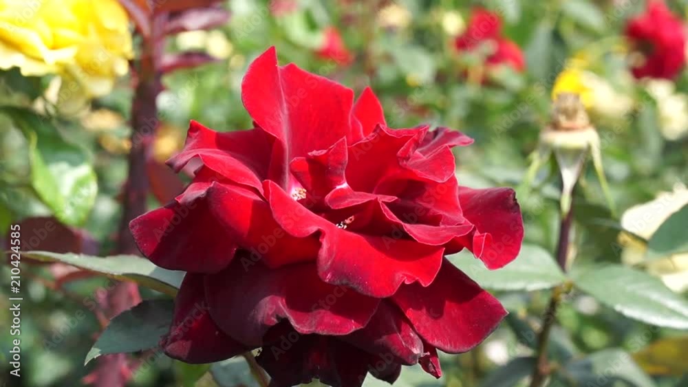 Flower garden with roses blooming. Flower garden with roses blooming.