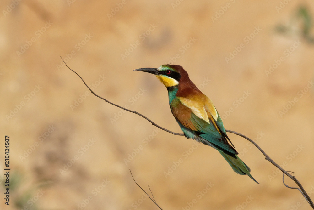 The European bee-eater is an incredibly colourful bird with an unmistakable appearance. In breeding plumage, it has a rich chestnut crown that blends into gold on its back. The European bee-eater is an incredibly colourful bird with an unmistakable appearance. In breeding plumage, it has a rich chestnut crown that blends into gold on its back.