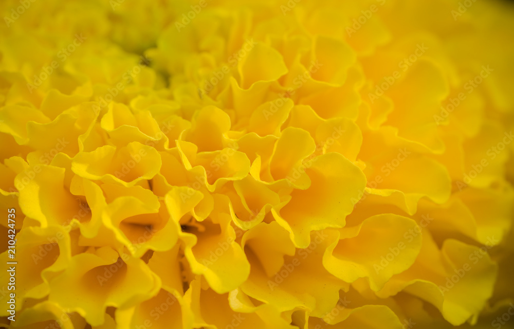 Yellow flower petals of marigolds Yellow flower petals of marigolds