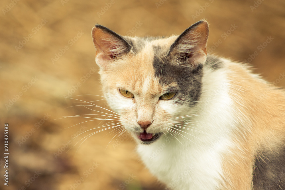 dangerous cat with a bad face on an orange background