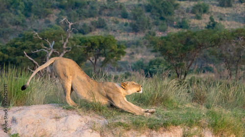 Löwin streckt sich im Graß der afrikanischen Savanne photo