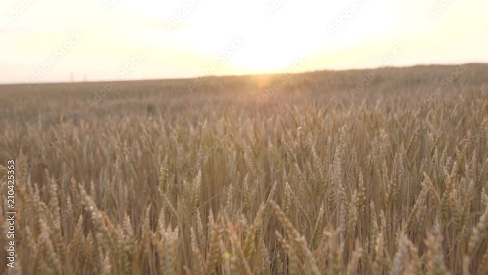 movement over ripe wheat to the sunset movement over ripe wheat to the sunset