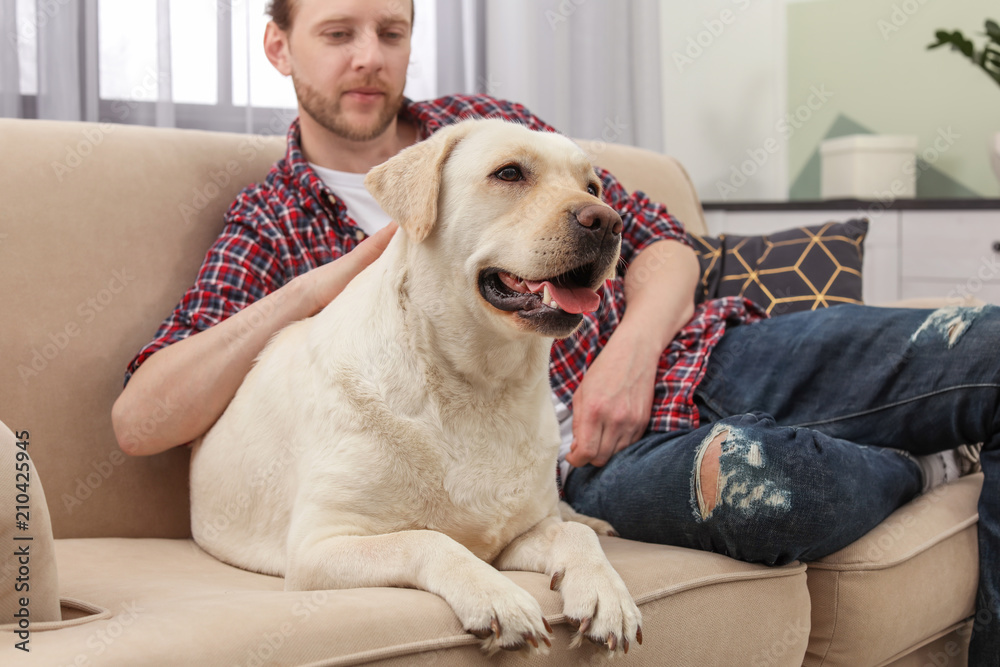 Adorable yellow labrador retriever with owner on couch indoors Adorable yellow labrador retriever with owner on couch indoors
