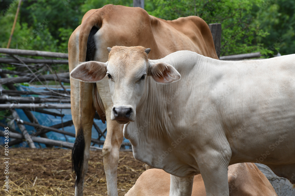 Villager's cow farm in rural Thailand, Southeast Asia. Villager's cow farm in rural Thailand, Southeast Asia.
