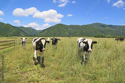 牧場の牛たち