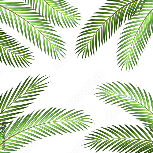Palm Leaf Vector Background