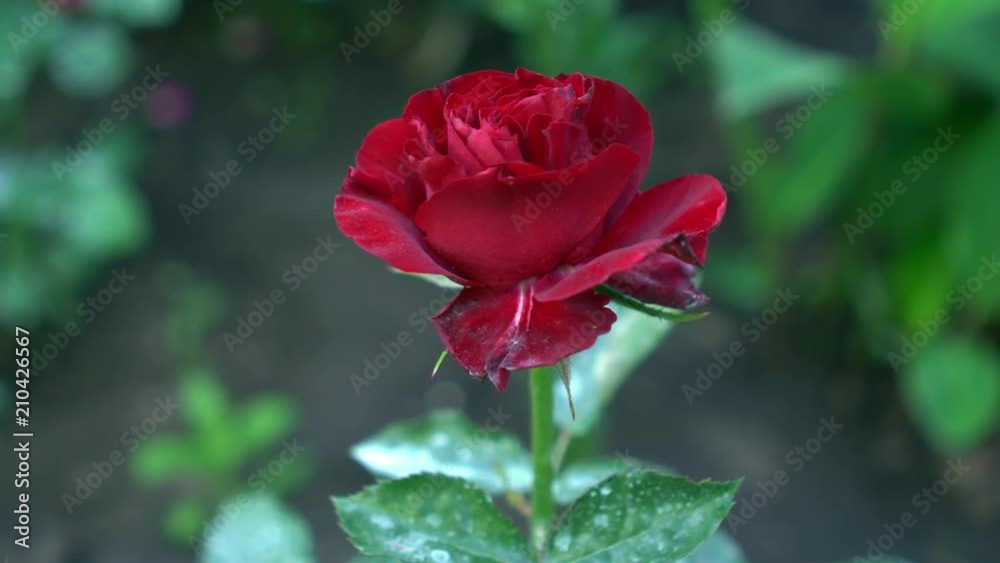 Red rose on the branch in english countryside garden. Green blurry nature background with place for text. Summertime Red rose on the branch in english countryside garden. Green blurry nature background with place for text. Summertime