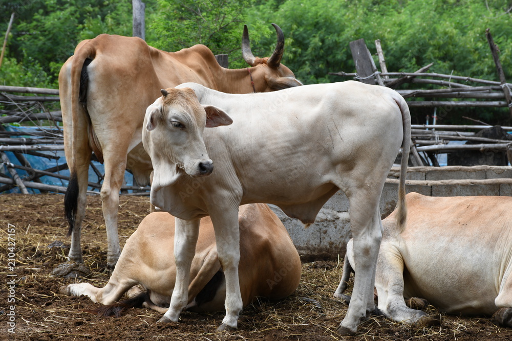 Villager's cow farm in rural Thailand, Southeast Asia. Villager's cow farm in rural Thailand, Southeast Asia.