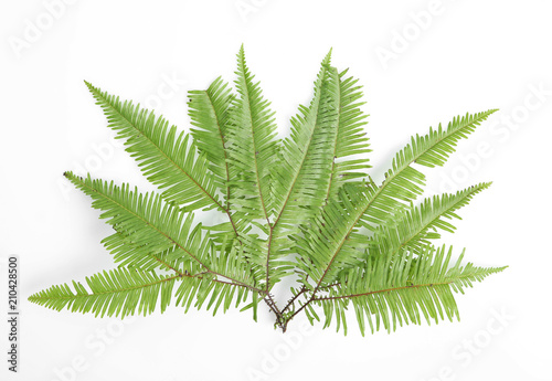 Beautiful tropical fern leaf on white background