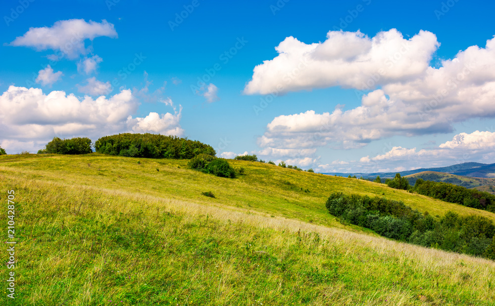 Fototapeta premium lovely mountainous countryside in autumn. forest on a grassy hillside under the beautiful cloudy sky. wonderful place for hike or a picnic in Carpathian mountains, Volovets district, Ukraine