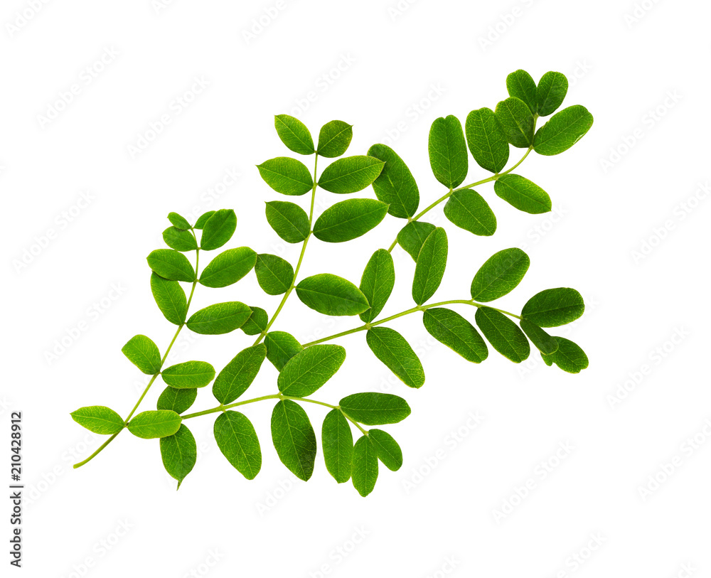 Fresh green leaves of Siberian peashrub - obrazy, fototapety, plakaty 
