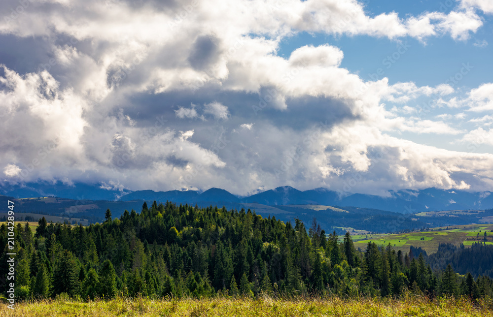 mountain summer landscape. trees near meadow and forest on hillside under  sky with clouds