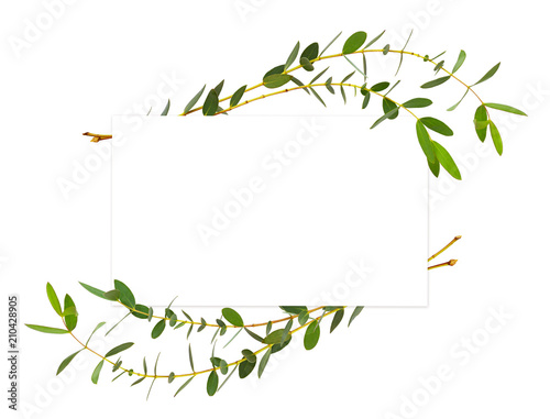 Decorative eucalyptus green...