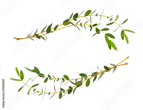 Decorative eucalyptus green...