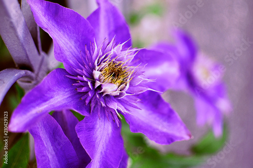 Purple Clematis flowers growing up against an iron fence  closeup with blurred background