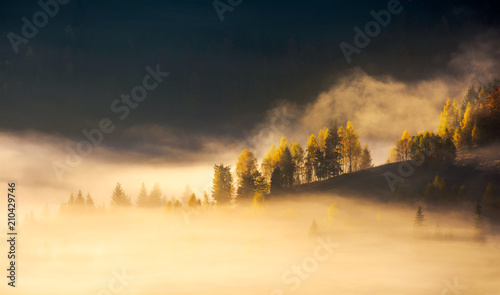 row of trees on hillside in rising fog. gorgeous scenery in mountains at sunrise. inspiring mood and colors