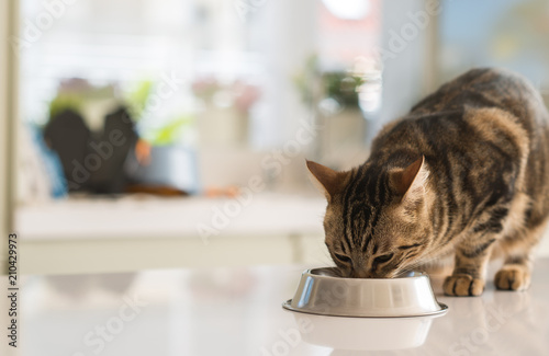 Fototapeta Naklejka Na Ścianę i Meble -  Beautiful feline cat eating on a metal bowl. Cute domestic animal.