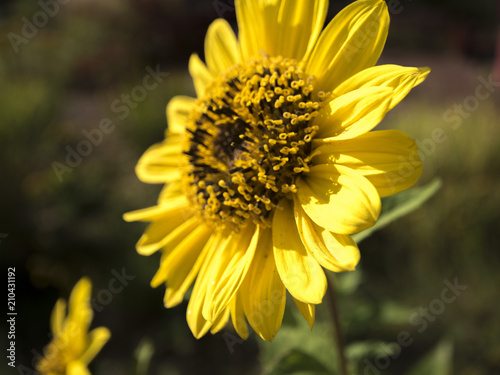 Sonnenblume Sun Flower