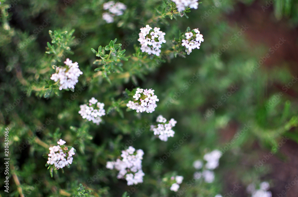 Thyme Herb flowers, blooming and growing outdoor in a garden, mediterranean herbs, close up Thyme Herb flowers, blooming and growing outdoor in a garden, mediterranean herbs, close up