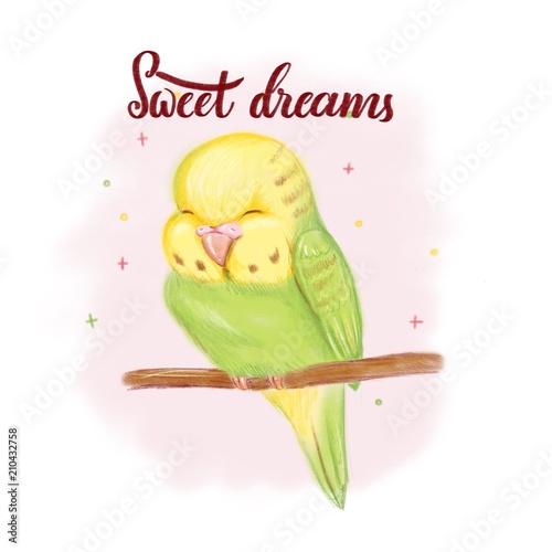 Sleeping baby parrot with hand drawn lettering Sweet dreams illustration for pet shop, exhibition, event for babies or pets, kid club or children photo