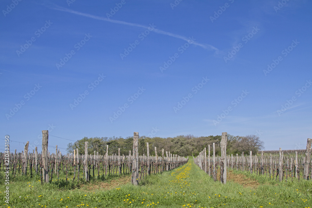 Weinanbau in Istrien