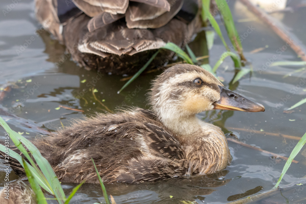 The baby birds of Grey duck in the Toneri park in Tokyo, Japan / Toneri park is a public park in Tokyo The baby birds of Grey duck in the Toneri park in Tokyo, Japan / Toneri park is a public park in Tokyo