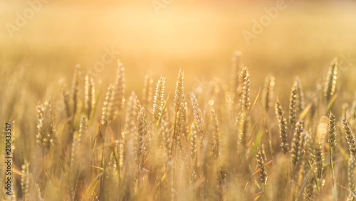 Close up of wheat plant. wheat field background