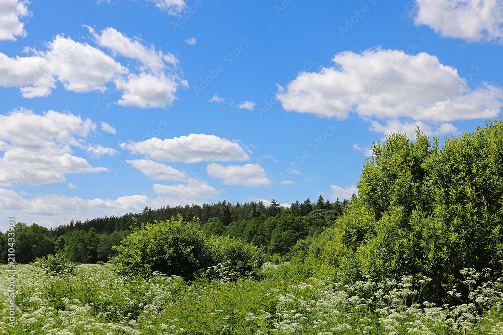 walk in the woods