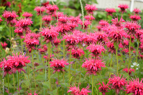 Blooming pink monarda  in the garden, Summer photo