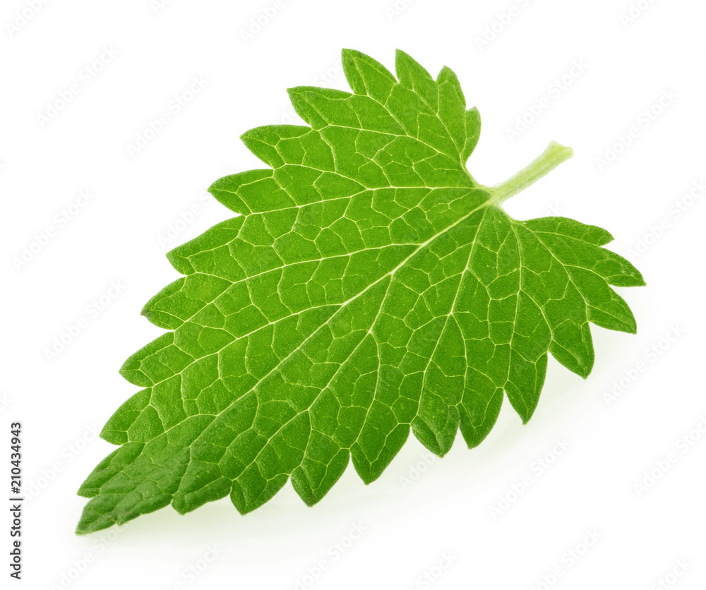 Lemon balm melissa leaf isolated on white Lemon balm melissa leaf isolated on white