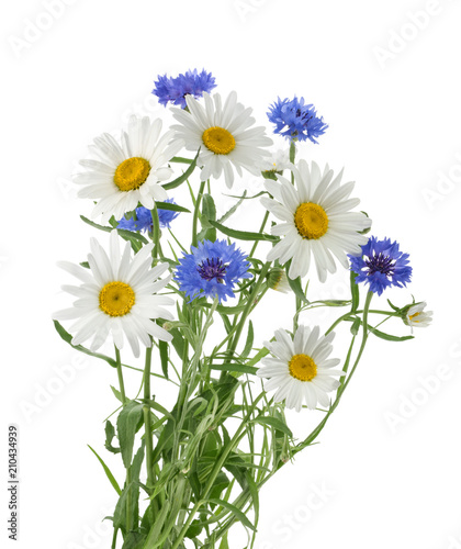 Fototapeta Naklejka Na Ścianę i Meble -  chamomiles and cornflowers isolated without shadow